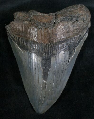 Bargain Megalodon Tooth #8020